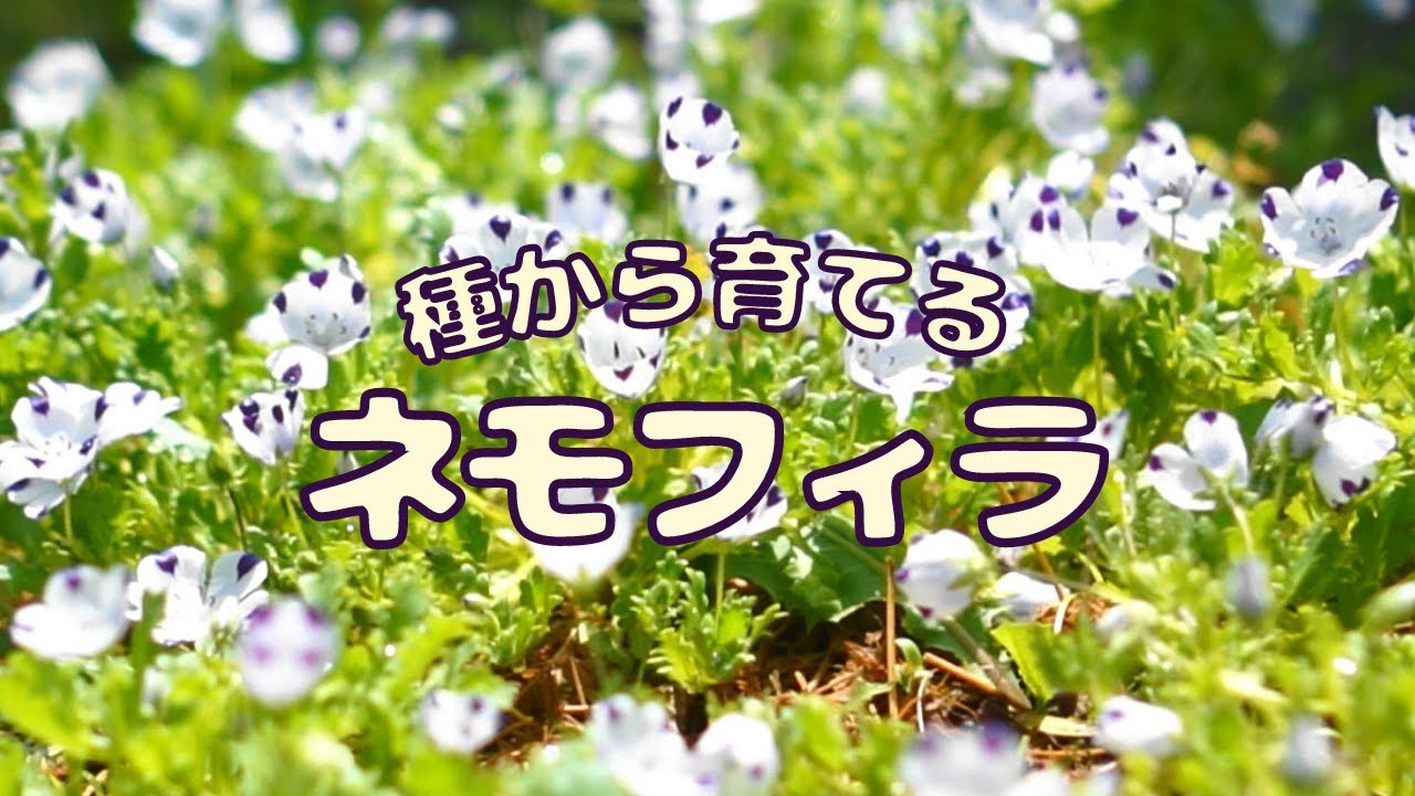 種から育てるネモフィラ｜種まきから開花まで4か月の記録