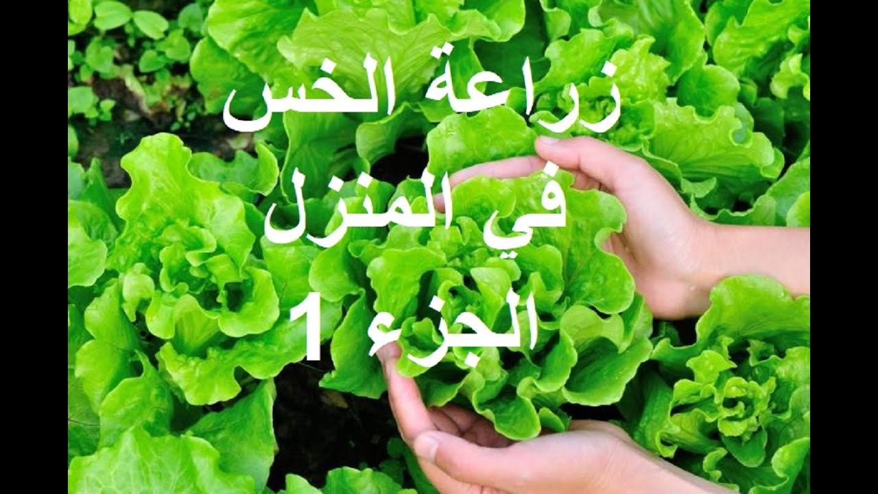 زراعة الخس في المنزل الجزء الاول