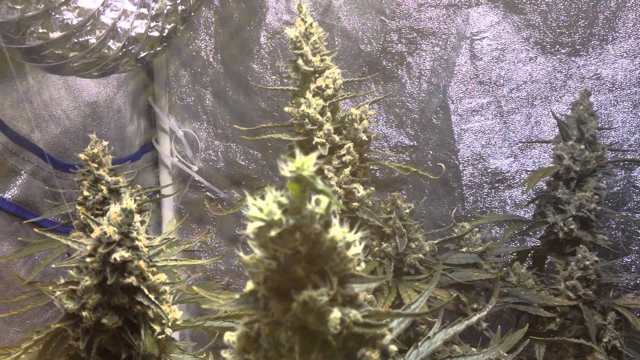 Mango Kush 2015 Marijuana Grow         Day 65 of 66