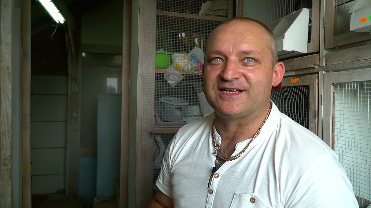 Zbigniew Oleksiak -  PORADY - GOŁĘBIE - WSKAZÓWKI HODOWLANE - cz.1.