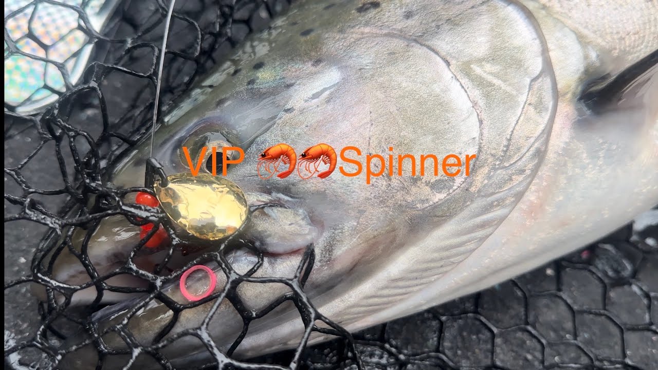 How to use Shrimp and VIP Spinners to catch Spring Chinook at Drano Lake.