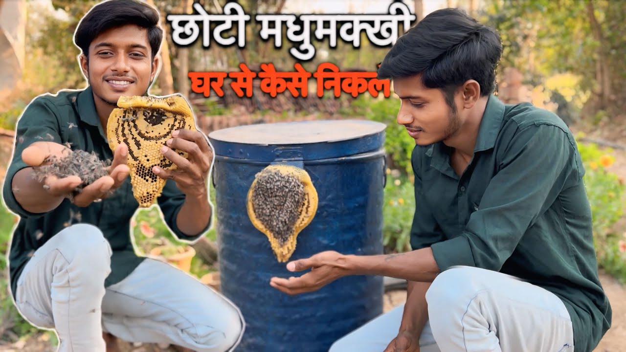 घर से छोटे मधुमक्खी के घोंसले को कैसे हटाएं ||how to remove small honey bee nest from home 100% work