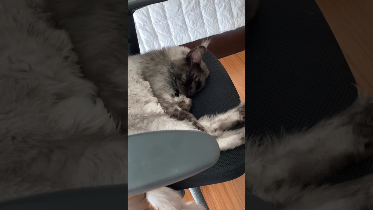 쟈니월이쿠키복이