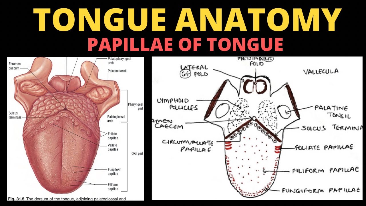 Tongue Anatomy (2/5) | Papillae of Tongue | Head & Neck