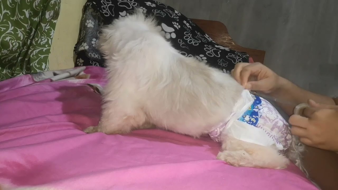 Diy Female Diaper For Dogs(tipid tips)