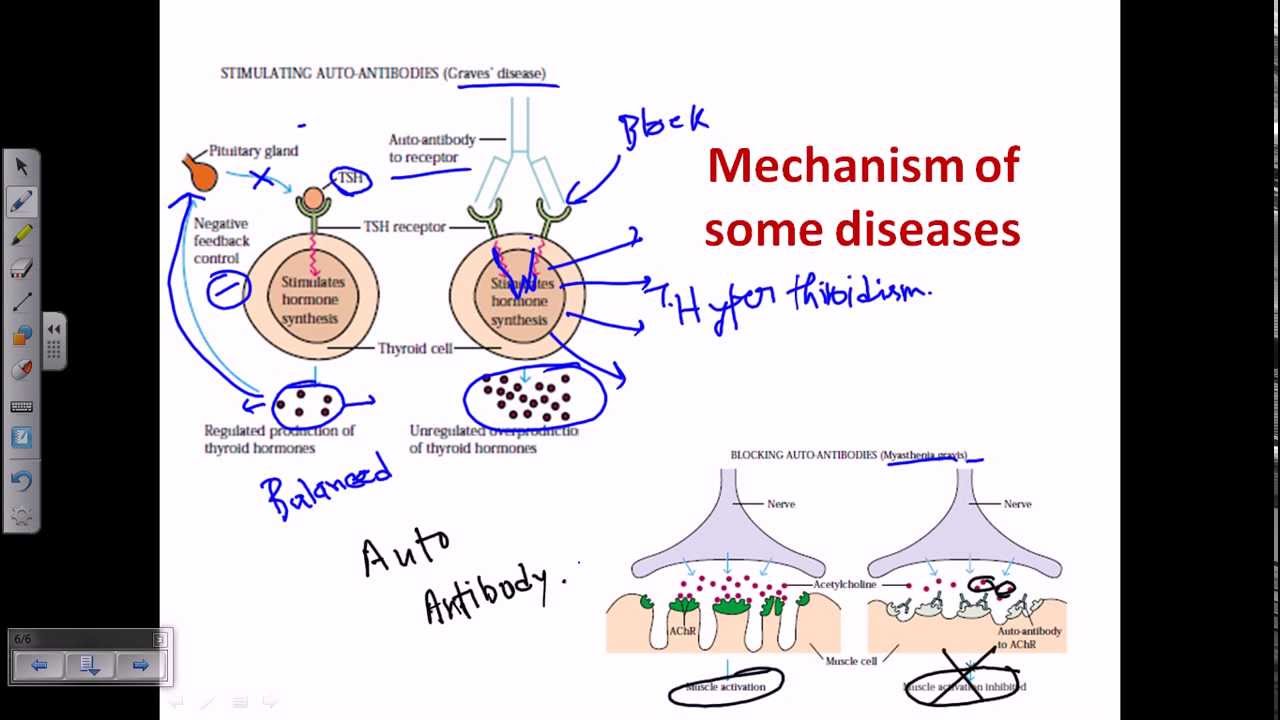 Autoimmunity (self immunity)