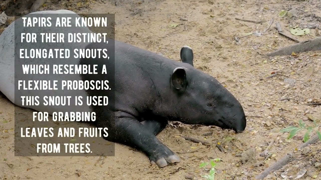 Cooldown with this compilation of TAPIRS