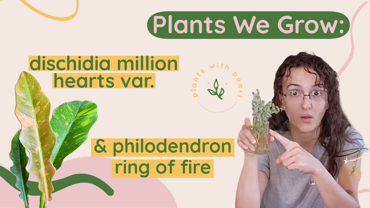 Plants We Grow- Episode 7: dischidia million hearts variegated & philodendron ring of fire!