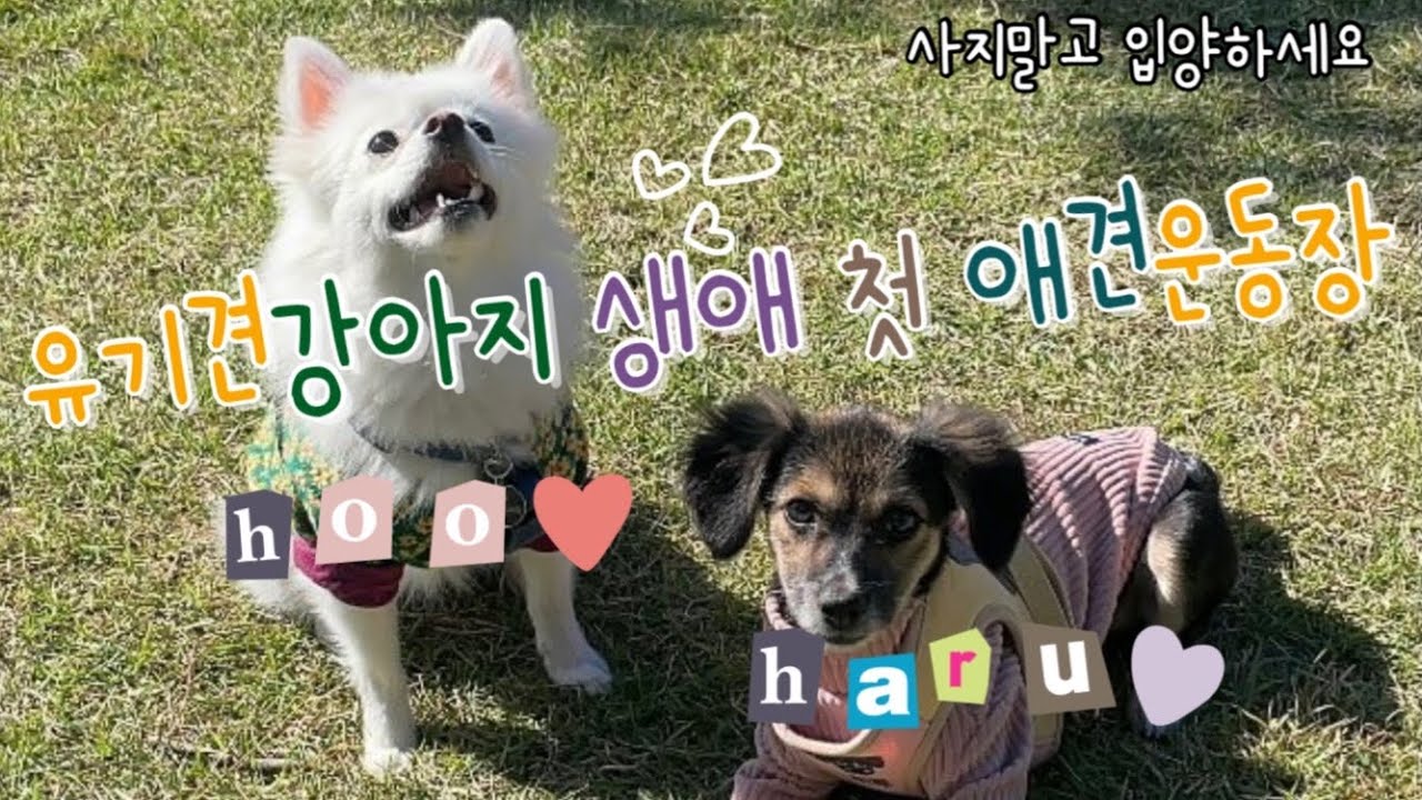 [vlog] 유기견강아지 | 생애 첫 애견운동장  | 유기견브이로그 |유기견 입양 | 친구만들기 |연이💗