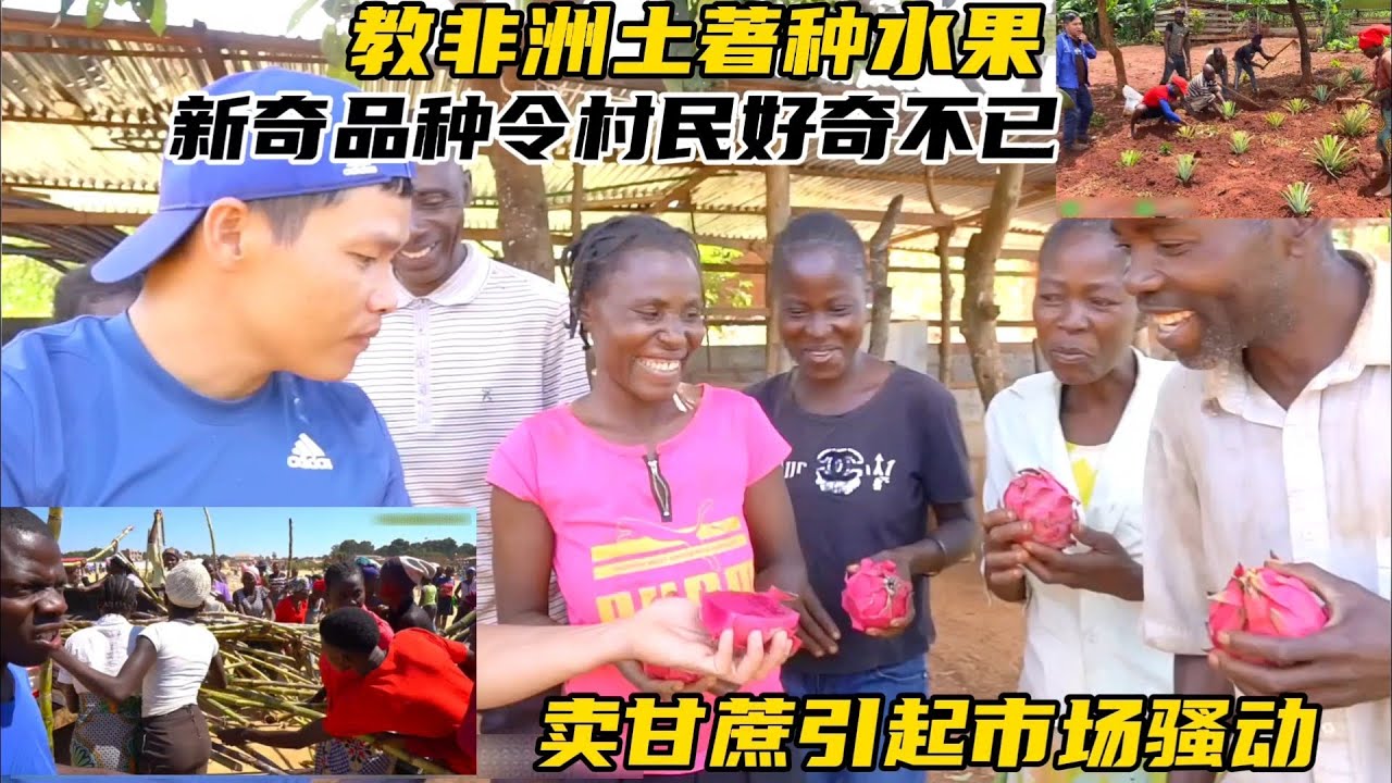 教非洲土著种水果，新奇品种令村民好奇不已，卖甘蔗引起市场骚动