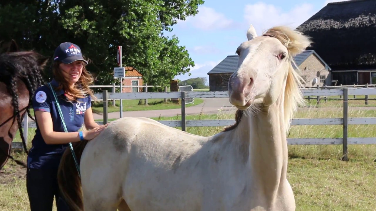 When all horses want your attention