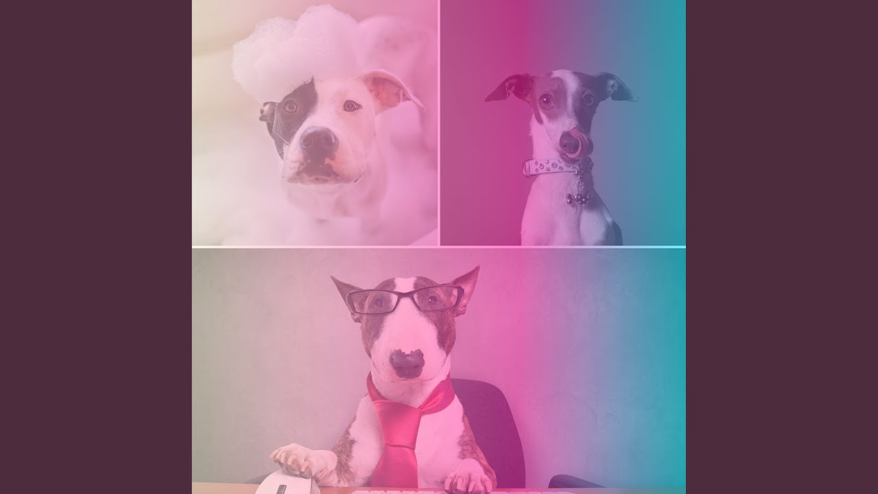 Retro Music for Peaceful Dogs