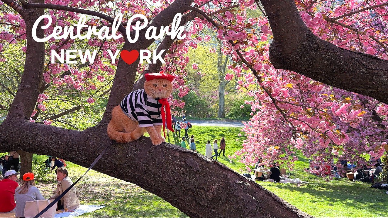 [4K]🇺🇸NYC Spring Walk :Центральный парк в полном цвету🌸🌹🌼От Шекспировского сада до тропы для уздечек