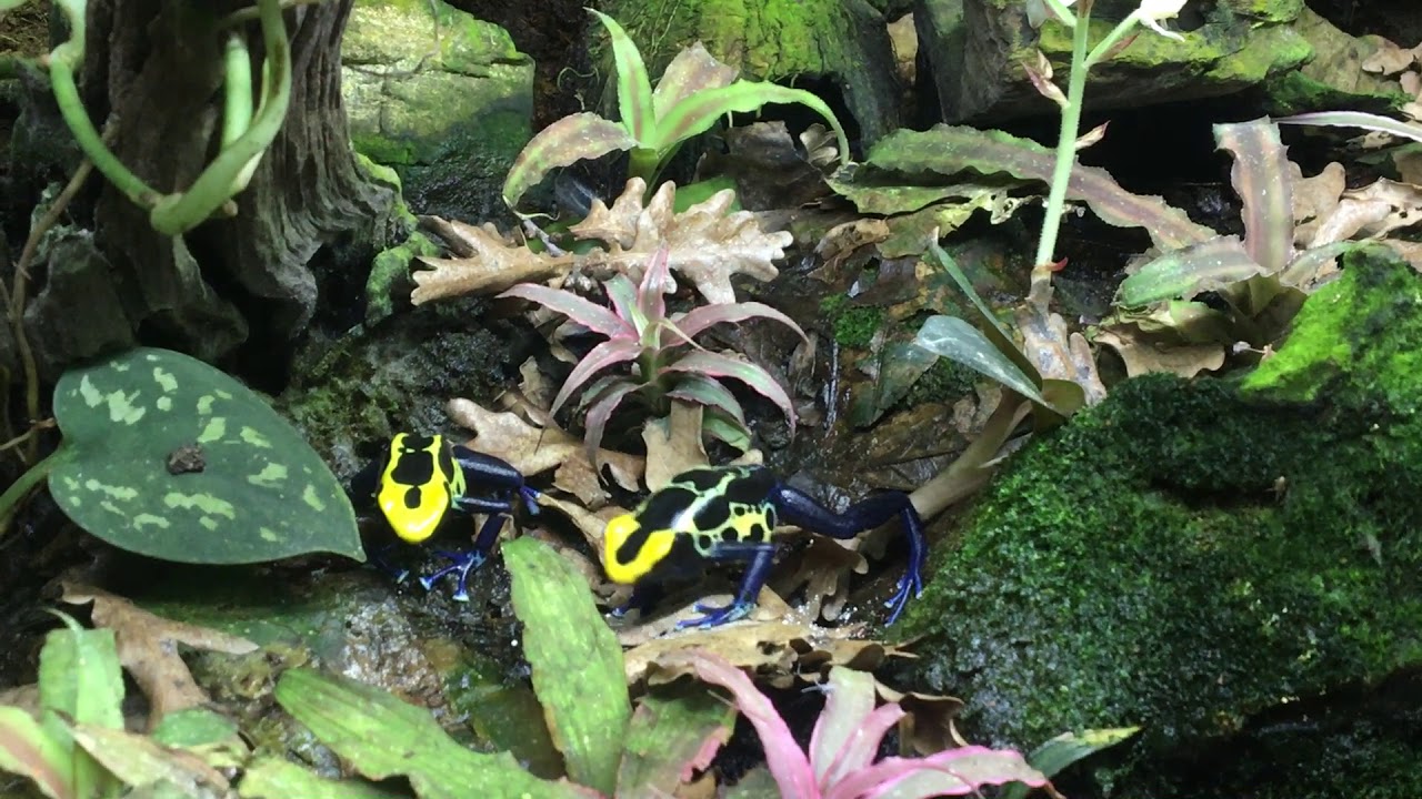 Dendrobates tinctorius Robertus