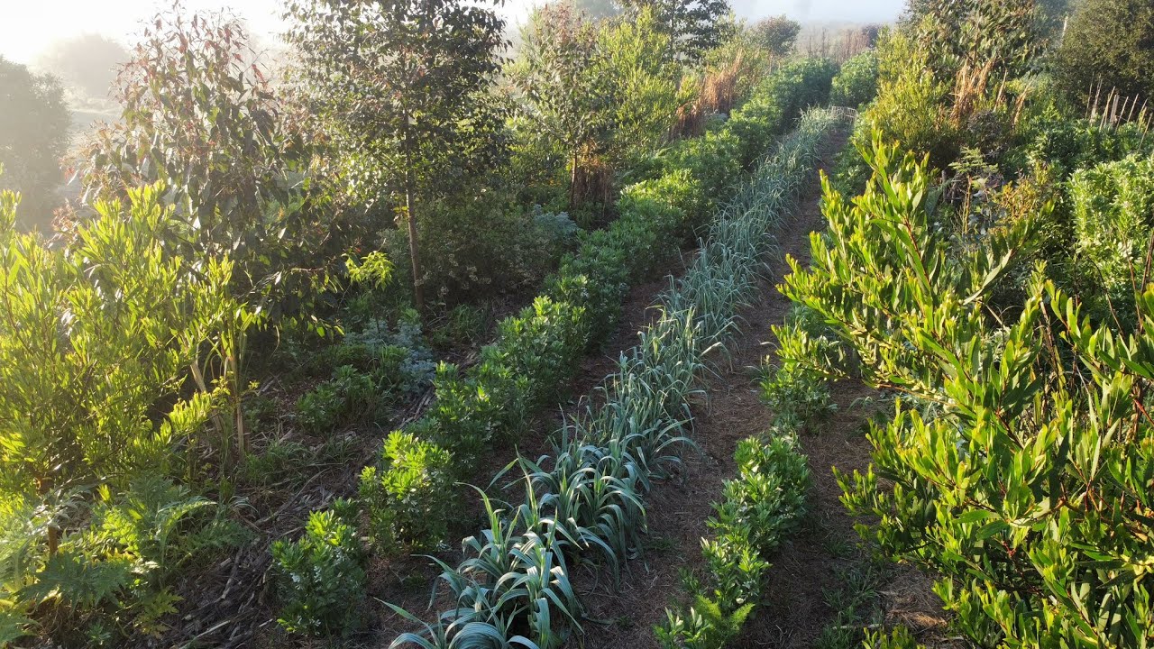 TALLER LIBERADO Bosques Sintr&oacute;picos de Alimento - Agricultura Sintr&oacute;pica & Permacultura