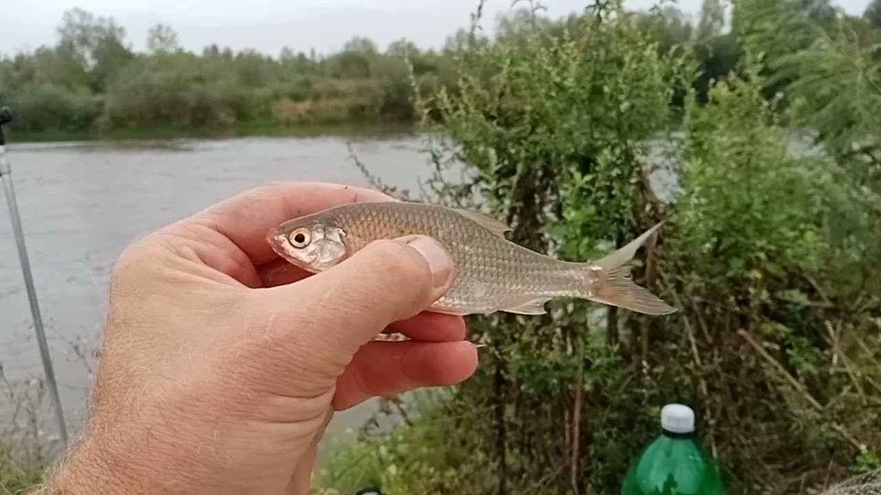 риболов на Јужној Морави у Доње Међурово.