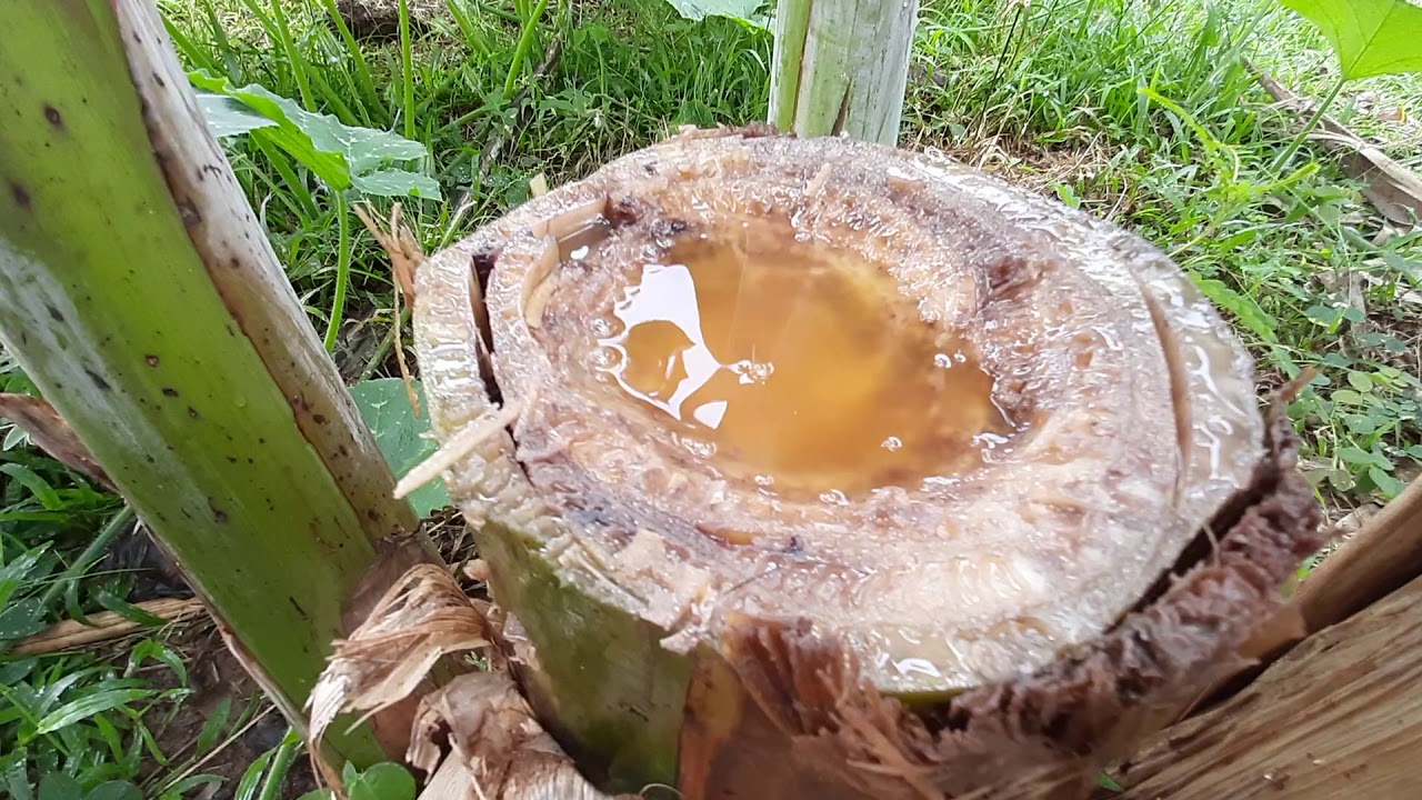 doença na bananeira