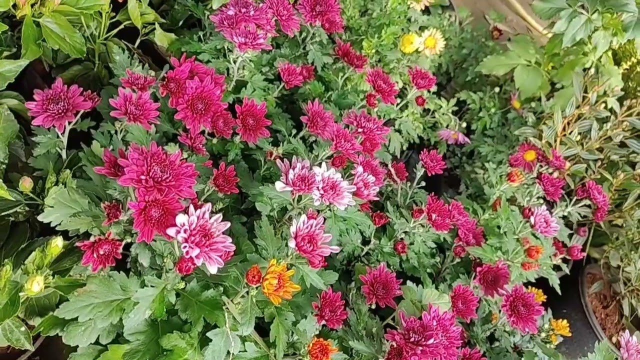 Road side nursery 😍February month m nursery visit💐 February month m maine konse plant kharide hai🤔