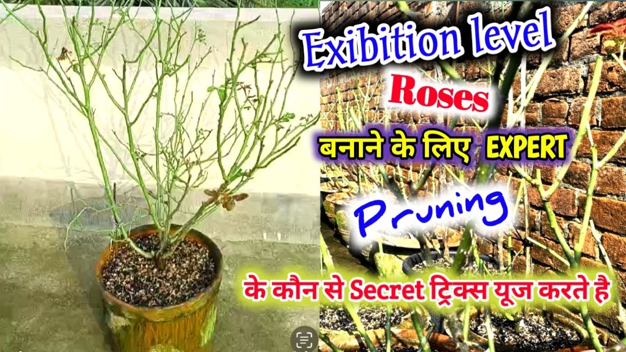 Exibition Level गुलाब पाने के लिए Expert Rosarian प्रुनिंग कैसे करते हैं ,आइये सीखते हैं 🌹