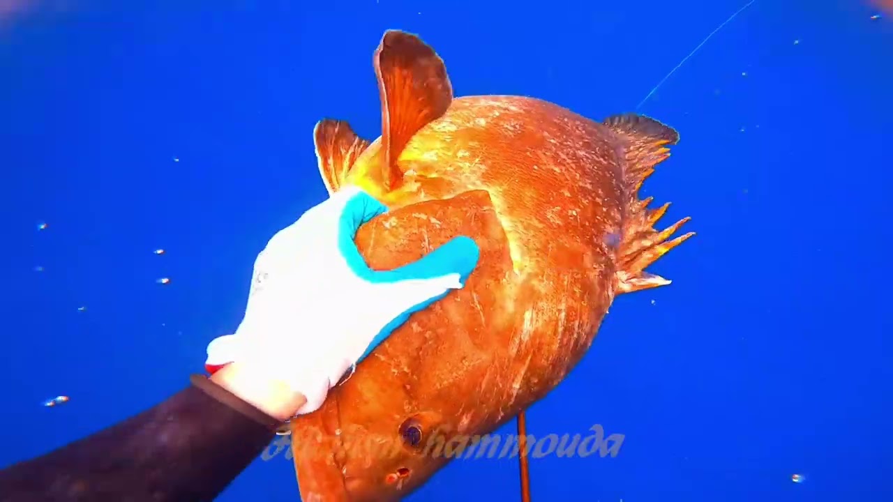 chasse sous-Marine jijel 2021 algeria