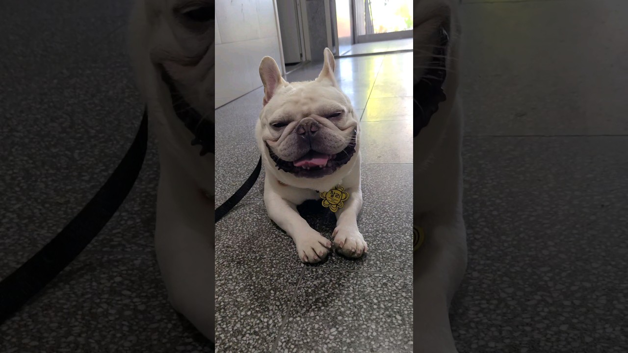 더운날 단두종 강아지산책 어떻게 하세요? 찰리는 시원한물 원샷 했어요☺️ #frenchbulldog #더위 #단두종 #cutedog #강아지산책 #프렌치불독 #shorts