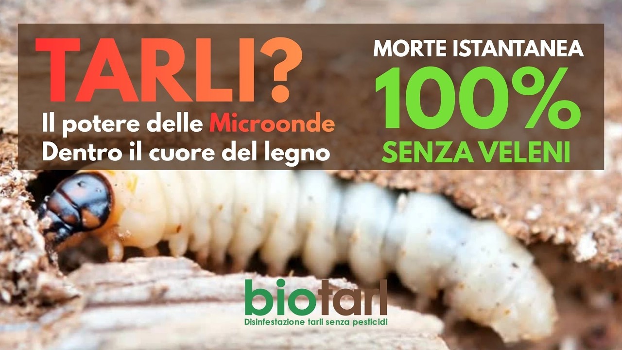 Trattamento Antitarlo Professionale: Perch&eacute; le Microonde sono l'Unica Soluzione Definitiva