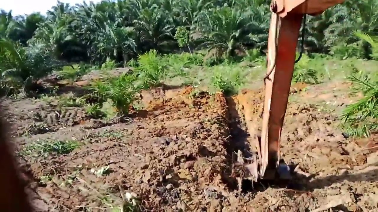 Buat jalur air diantara sawit yang sudah tanam#sangpejuang