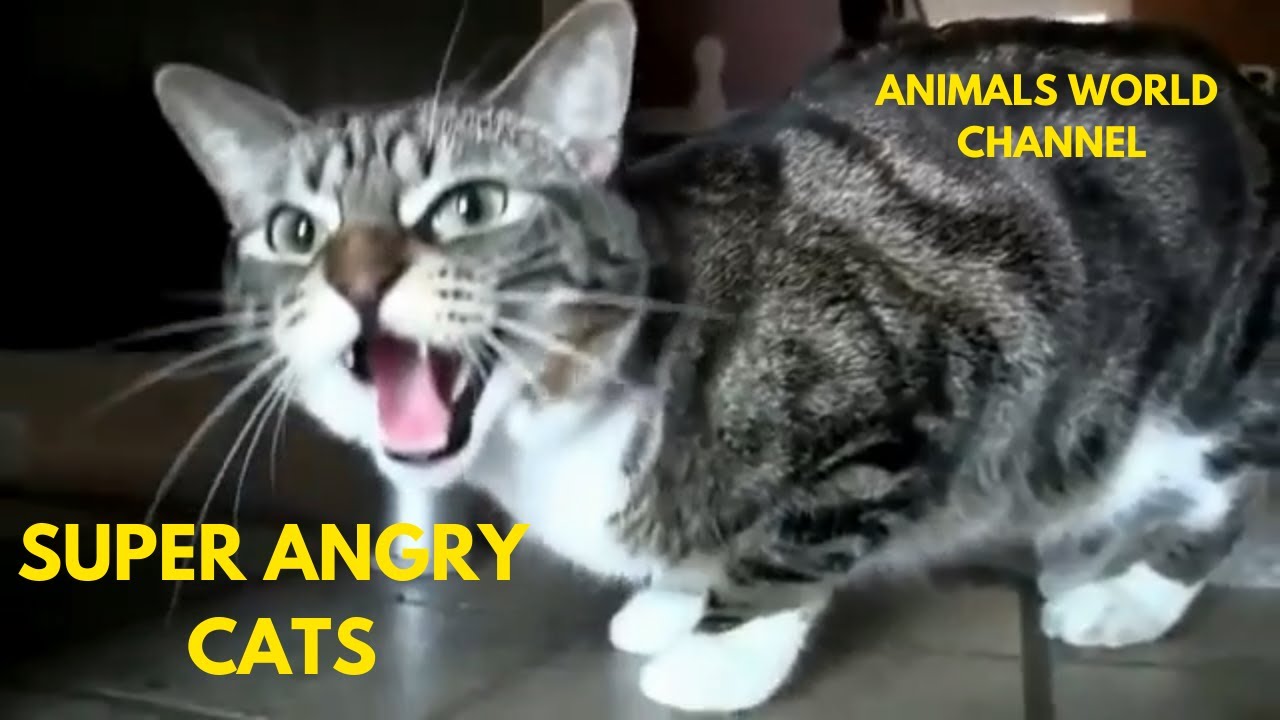Angry and Scary Cats Compilation 2020