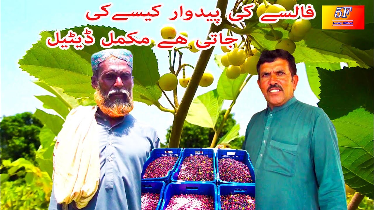 False Ki Paidawar Kaise Ki Jati Hy es ki Mukamal Detail