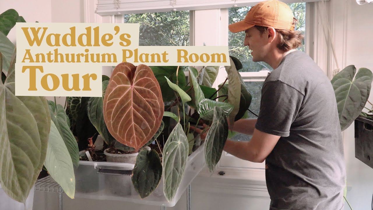 Dr Anthony Waddle's Anthurium Plant Tour @waddlearoundplants