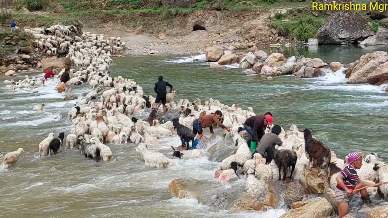 Shepherd crossing their sheep in dangerous and big river ll Takasera ll Ramkrishna Mgr ll