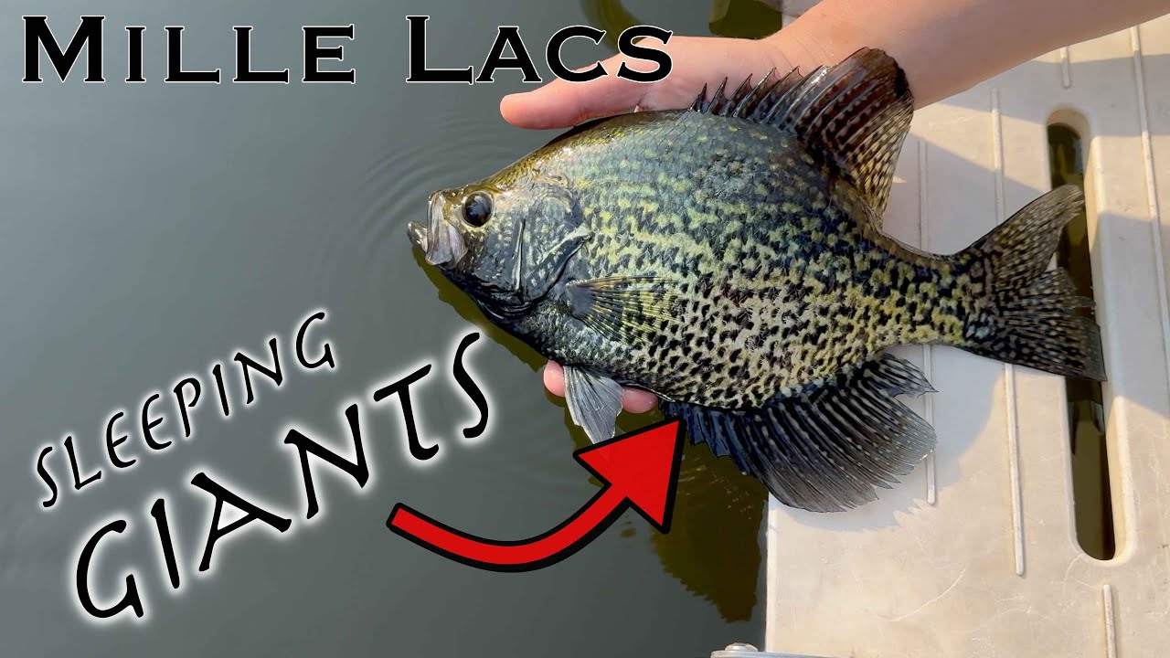 Giant Mille Lacs Crappies (Most Underrated Species)