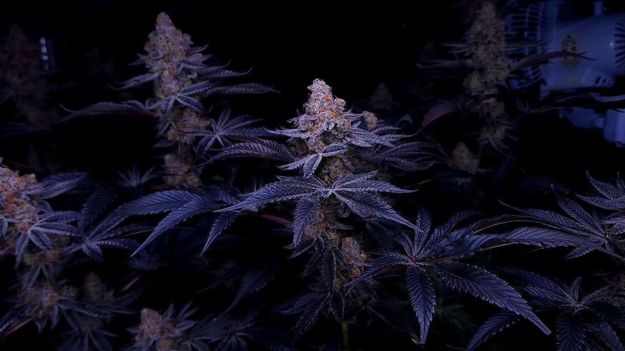 GRAPE ROCK CANDY &times; BANANA BUTTERCUPS | MASTERPIECE | SQUARE ONE GENETICS | INHOUSE GENETICS |