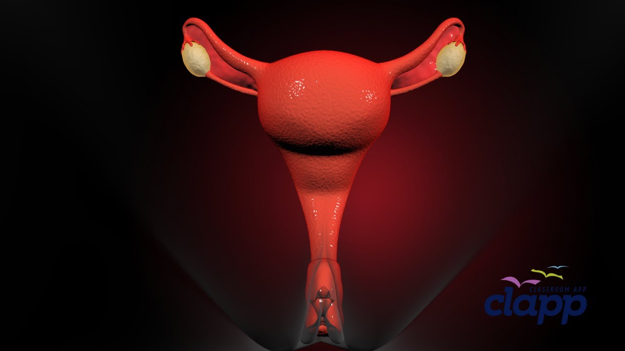 Female Reproductive Organs (3D Animation)