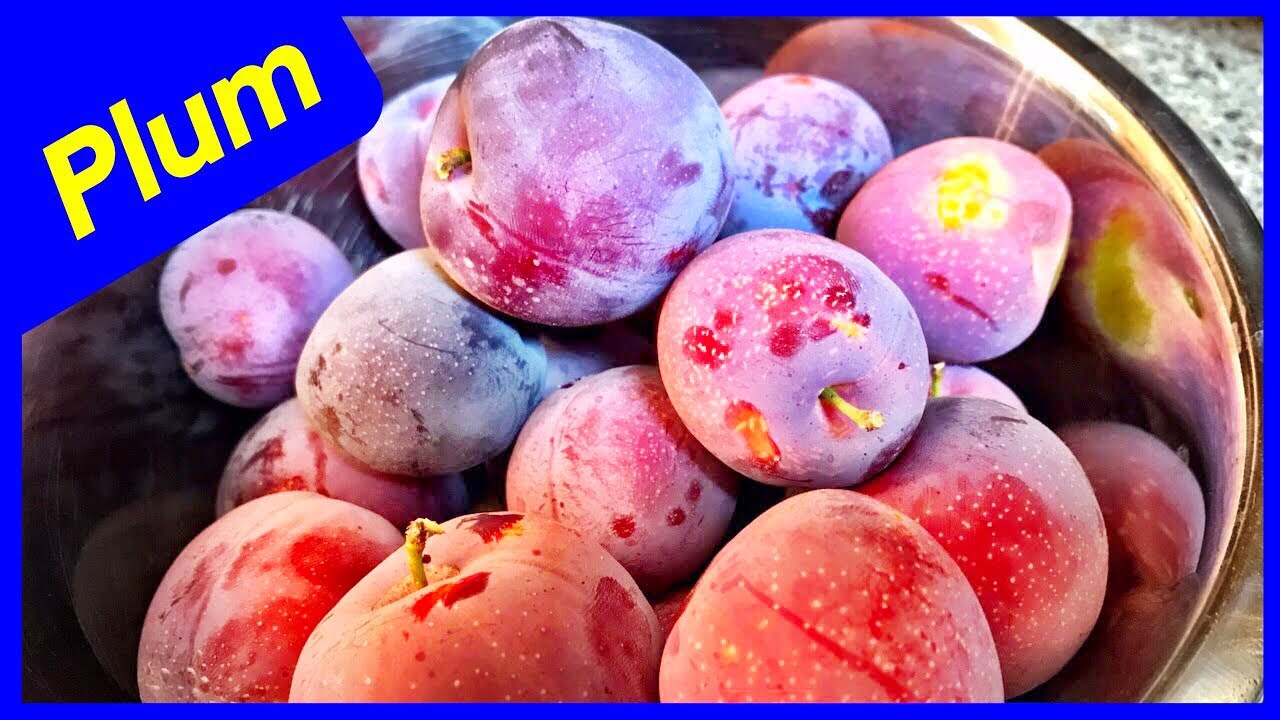 Picking Santa Rosa Plum Fruit - ABUNDANT (2019)
