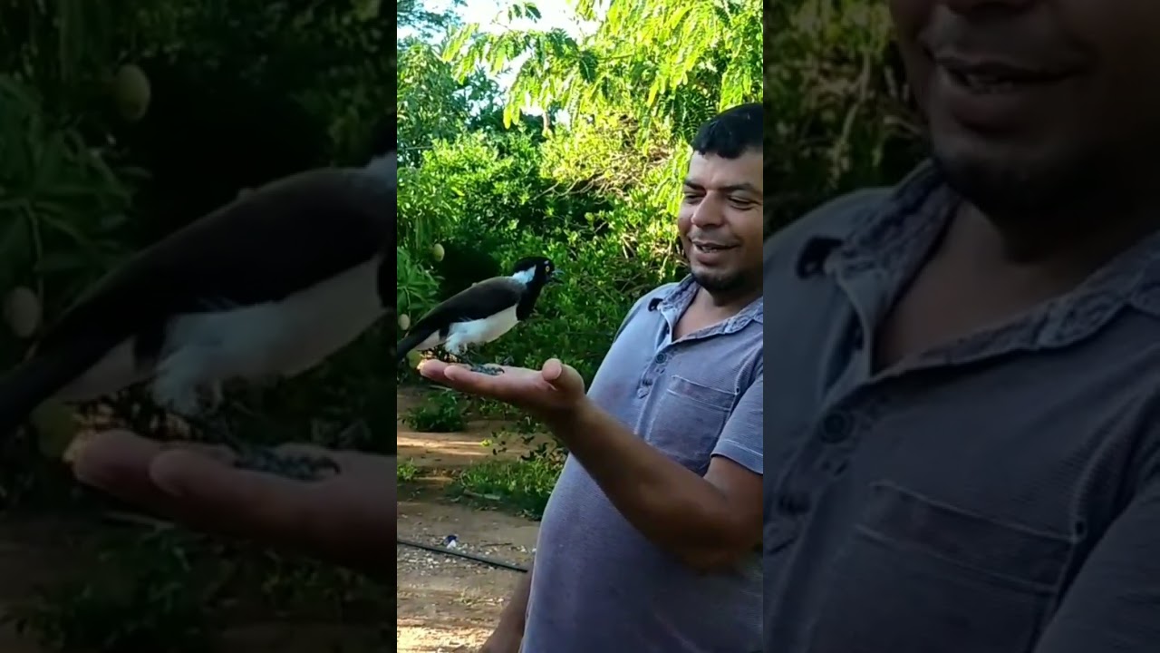 soltura de um canc&atilde;o