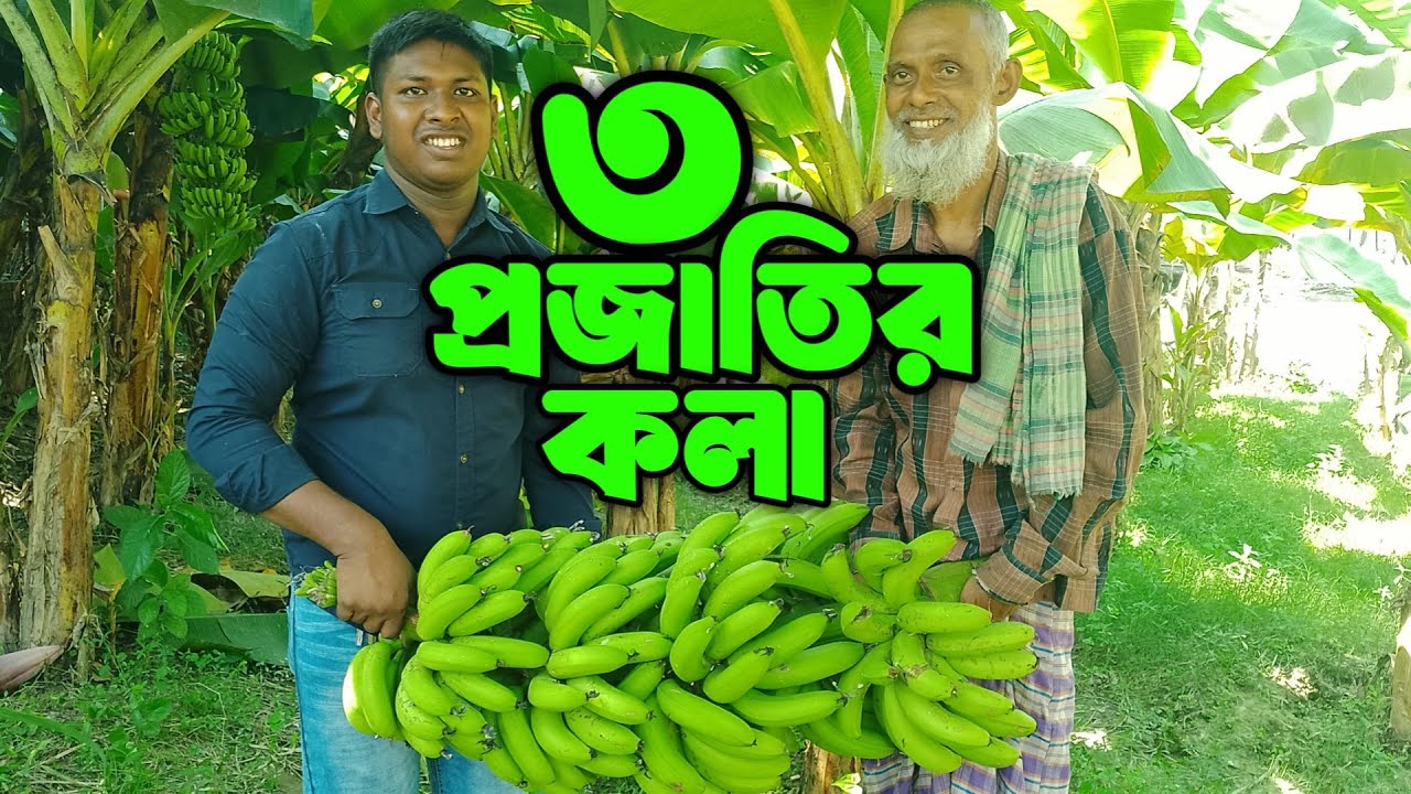 বিভিন্ন জাতের কলার বাগান || তাড়াশ, ভাটরা, সিরাজগঞ্জ || Ullapara Krishi  Chitro