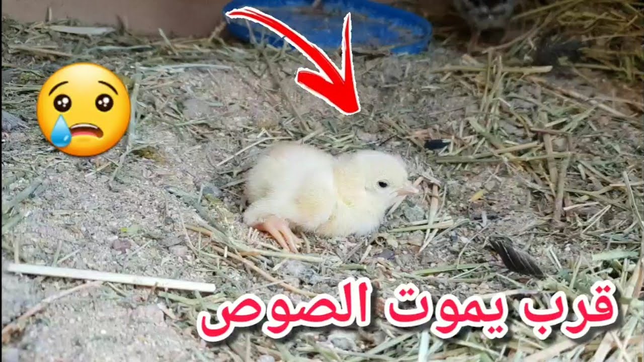 #فلوق صوص الدجاجه بغى يموت لحقت عليه في اخر اللحظات🐣😢💔