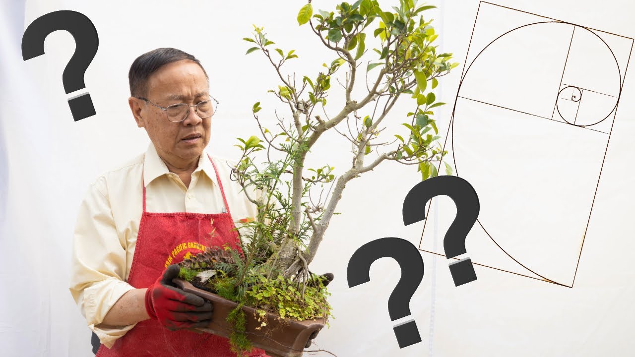 Can this Ficus bonsai tree be saved? Severely neglected and overgrown repotting.