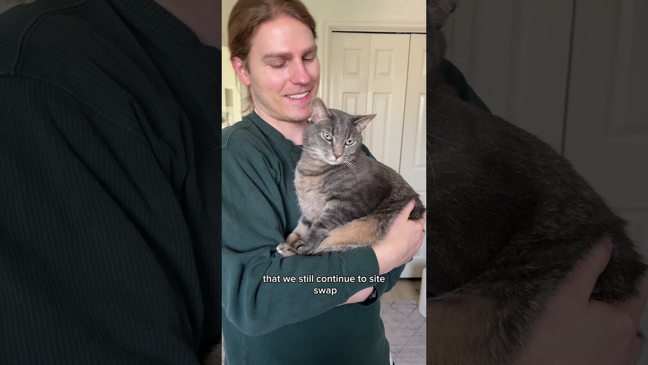 Redirected aggression in cats pt. 5 #catbehavior #catfight #redirectedaggression  #jacksongalaxy