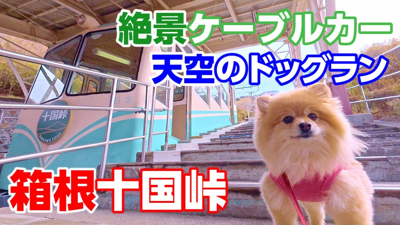 【箱根十国峠へ愛犬と】絶景ケーブルカー＆天空のドッグランを体験！