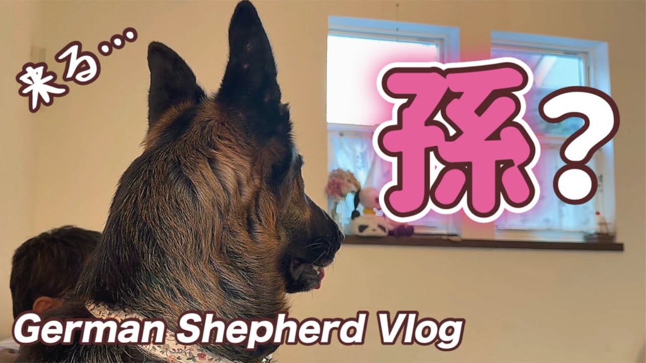 孫が来る？？なんでわかる？犬の能力半端ない…【ジャーマンシェパード】