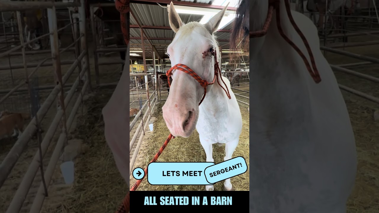 Sergeant | rescued July 2023 | had eye cancer which was removed by Outlaw Vet Hospital