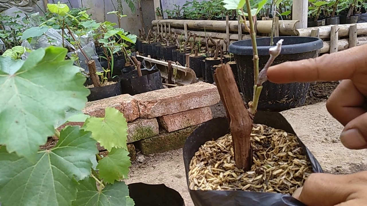 Cara grafting anggur by Roni Tiger [Komunitas Petani Kota]