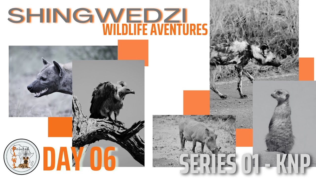 Wildlife, Shingwedzi Camp, KNP (Day6) - First visit the northern Kruger Park.....never disappointed