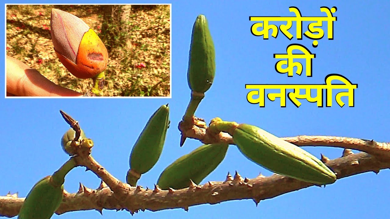 सेमल, पहचान और फायदे │Bombax Ceiba Identification & Benefits, Health Channel By Vishal Sathye