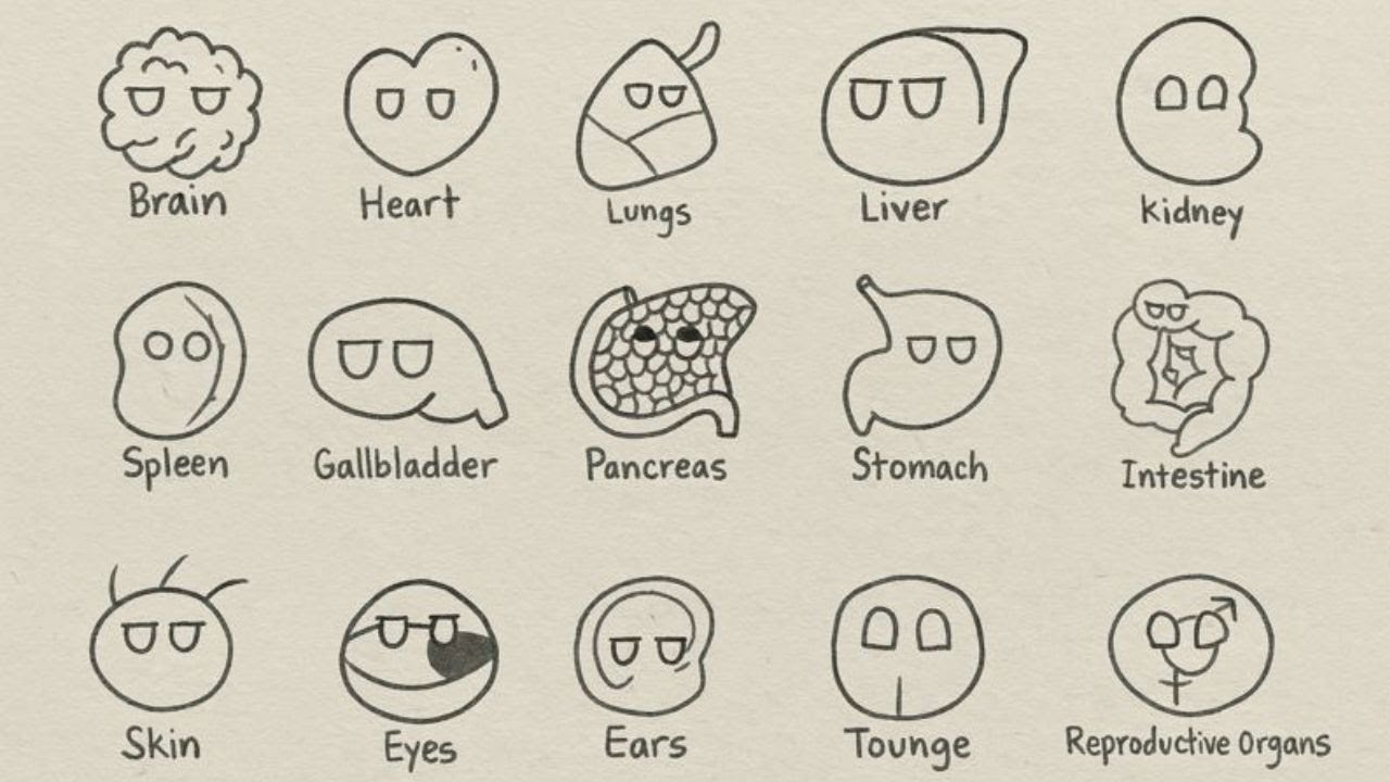 every organ explained in under 4 minutes