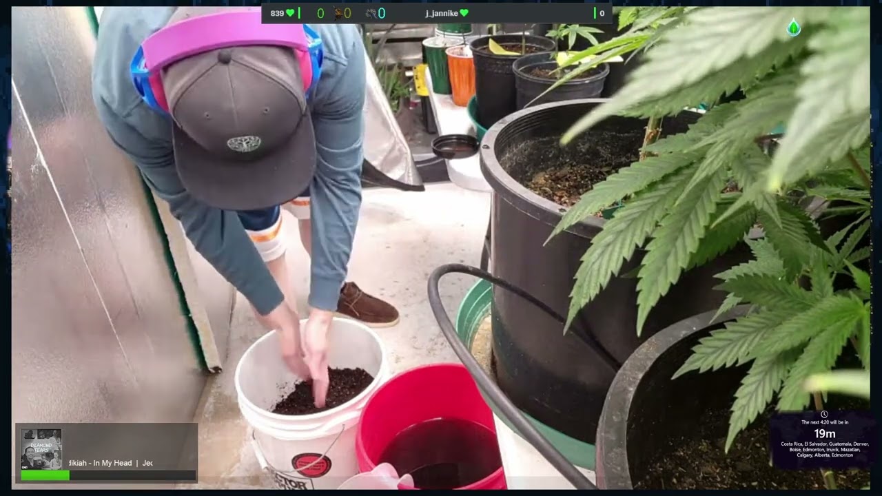 Planting Clones Getting Em Ready For The Air Cube System In the Mars Hydro Tent.