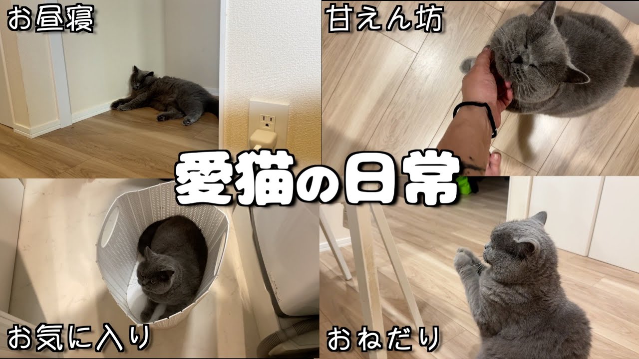 【日常】ennの愛猫モブくんの1日に密着したらYouTuberすぎた件についてwwww