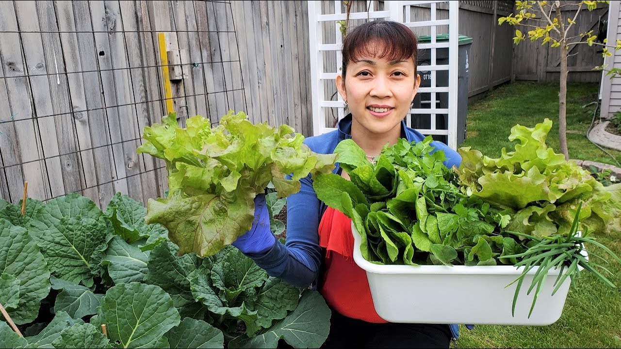 Thu hoạch diếp cá, xà lách, cải xanh & các loại rau thơm vào đổ bánh xèo 🇨🇦543》 Vườn rau Việt Canada